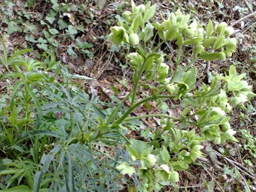 Helleborus foetidus